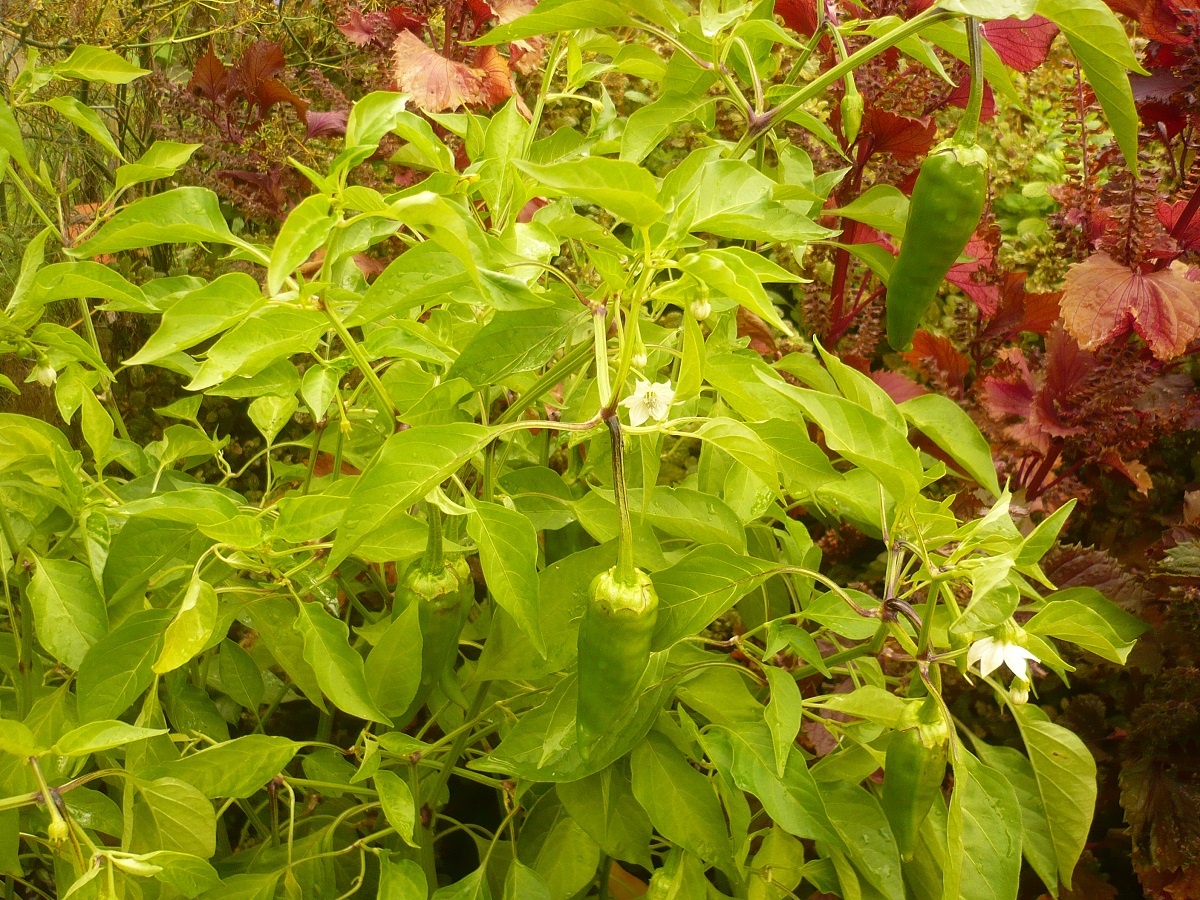 Capsicum annuum (Solanaceae)
